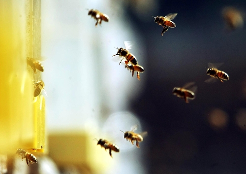 양봉농가 가축재해보험 '그림의 떡'…꿀벌 피해 속수무책