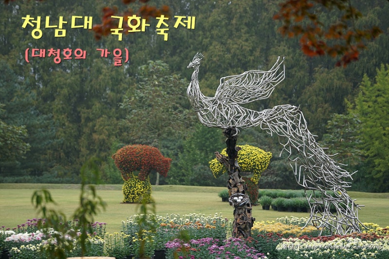 대전근교 가볼만한곳 청주 청남대 국화축제 청주 나들이 볼거리