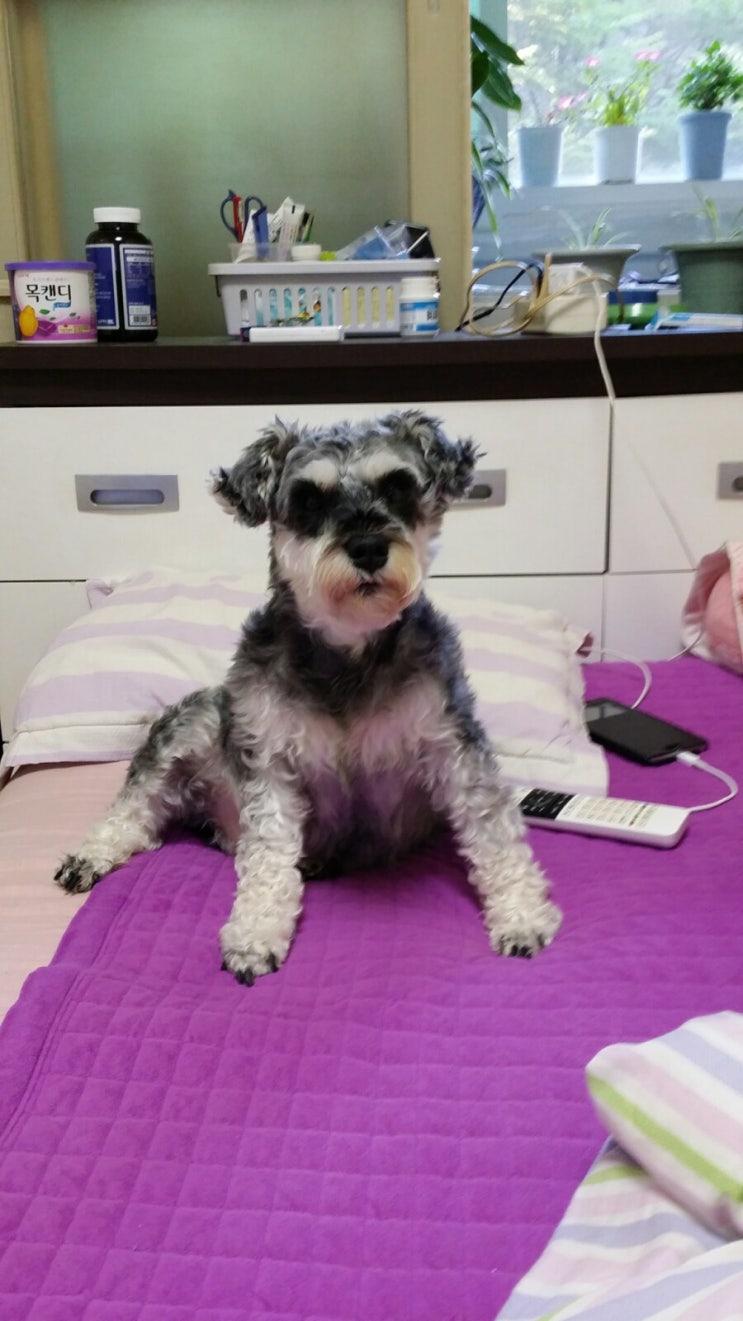  [달이] 유연한 강아지 멍달?