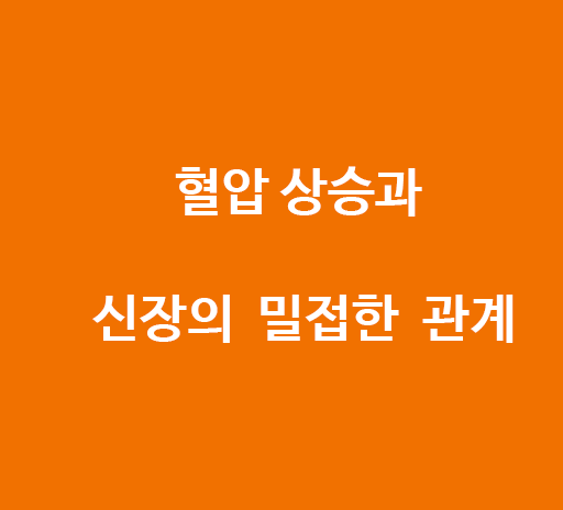 혈압 상승과 신장의  밀접한  관계