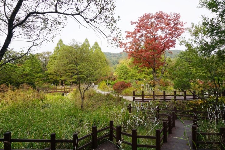 모녀나들이 광릉수목원, 이른 단풍구경, 가을아 가지마