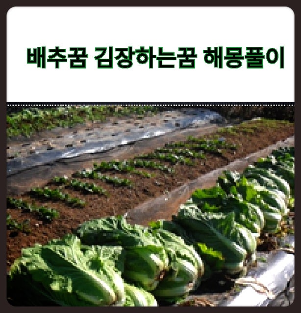 배추꿈 김장하는꿈 해몽풀이
