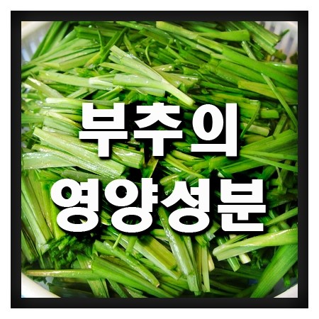  부추의 영양성분&효능 정보