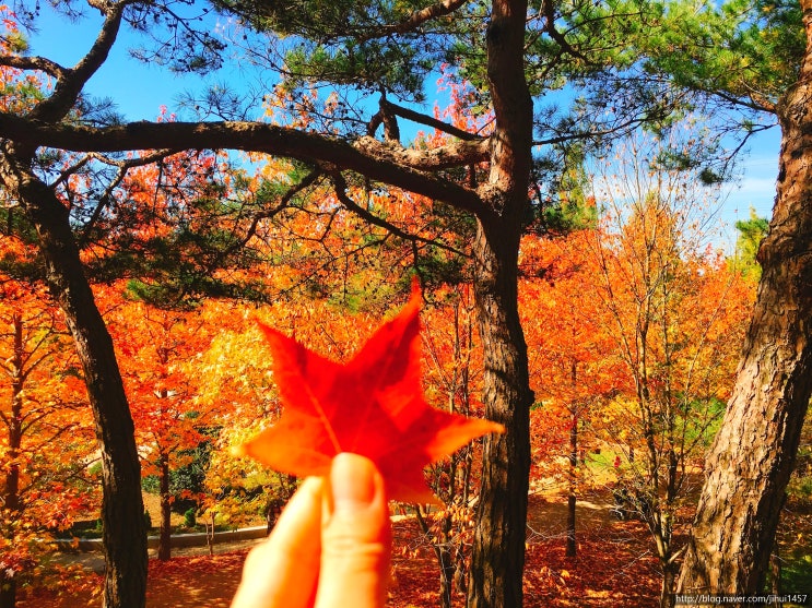  [경남 진주] 경상남도 수목원 가을 여행 무료 개방