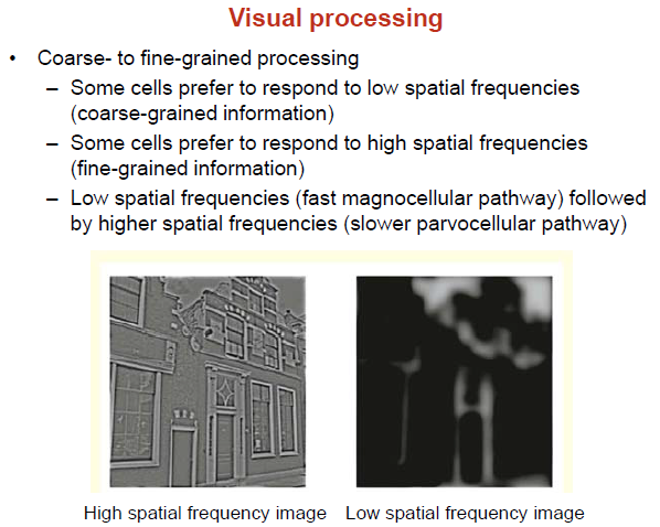 [인지심리학/Cognitive Psychology] Object recognition : Pattern, Face recog ...