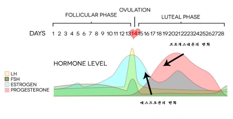 생리통, 생리전증후군, PMS 6