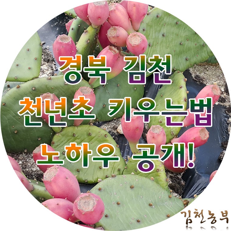 천년열매 재배 효과