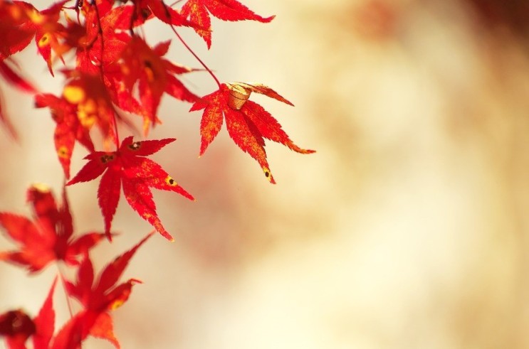 가을 배경화면 예쁜 가을 이미지 모음 ♥ : 네이버 블로그