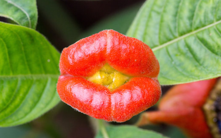 재미 있는 사진 面白い写真 이상한 식물 황제펭귄 도쿄 메이드 카페 타파스 Tapas 타임 네이버 블로그