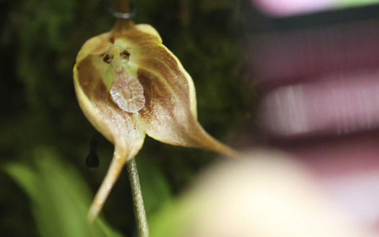 재미 있는 사진 面白い写真 이상한 식물 황제펭귄 도쿄 메이드 카페 타파스 Tapas 타임 네이버 블로그