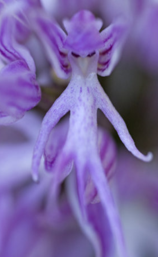 재미 있는 사진 面白い写真 이상한 식물 황제펭귄 도쿄 메이드 카페 타파스 Tapas 타임 네이버 블로그