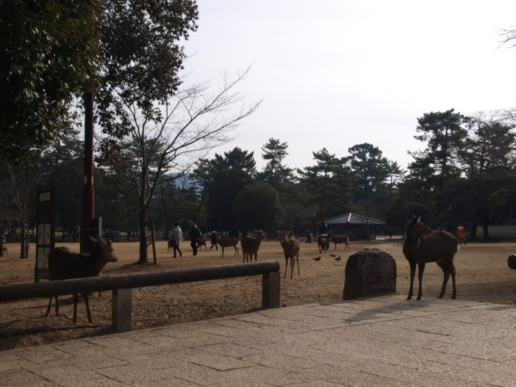  [러키스타 무대탐방[성지순례]) 나라 공원