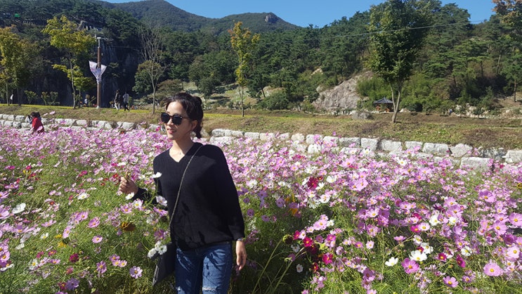 가을막바지 바람쐬러 정읍 구절초 축제/친구결혼식/집들이/첨단 홀라로사까페/시내 조개쿤/일상기록