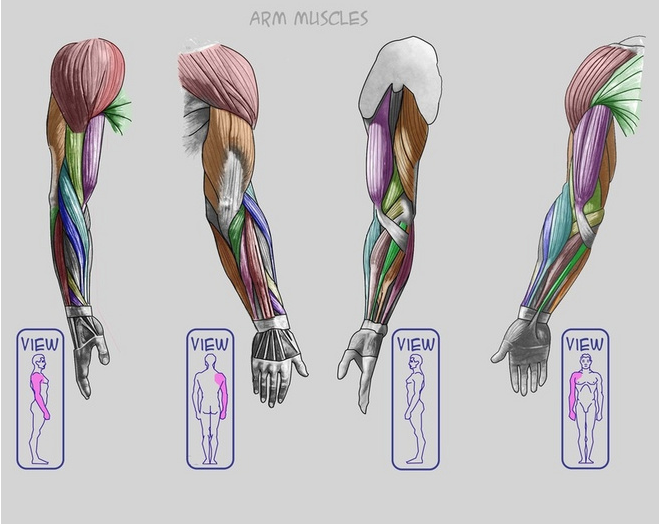 인체-팔의 구조와 움직임 : 네이버 블로그