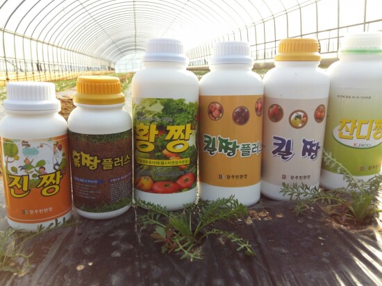 마카재배-마카정식 25일째 마카재배-마카정식 25일째