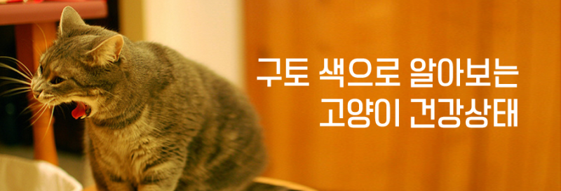 고양이가 토를 했어요! 구토 색으로 알아보는 고양이 건강 상태 [고양이 전문 클리닉 24시 본 동물병원] : 네이버 블로그