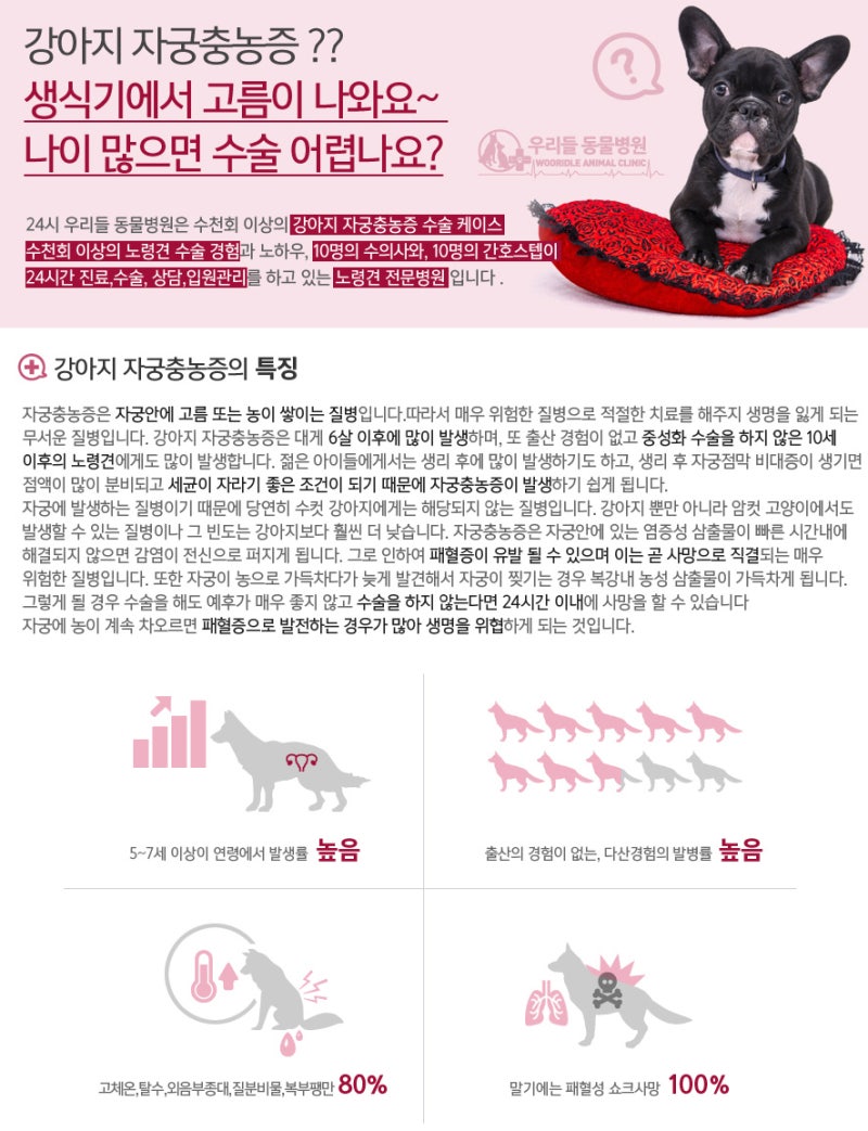 강아지 자궁축농증 증상이 나타났다면 치료와 수술을 미루지 말아주세요