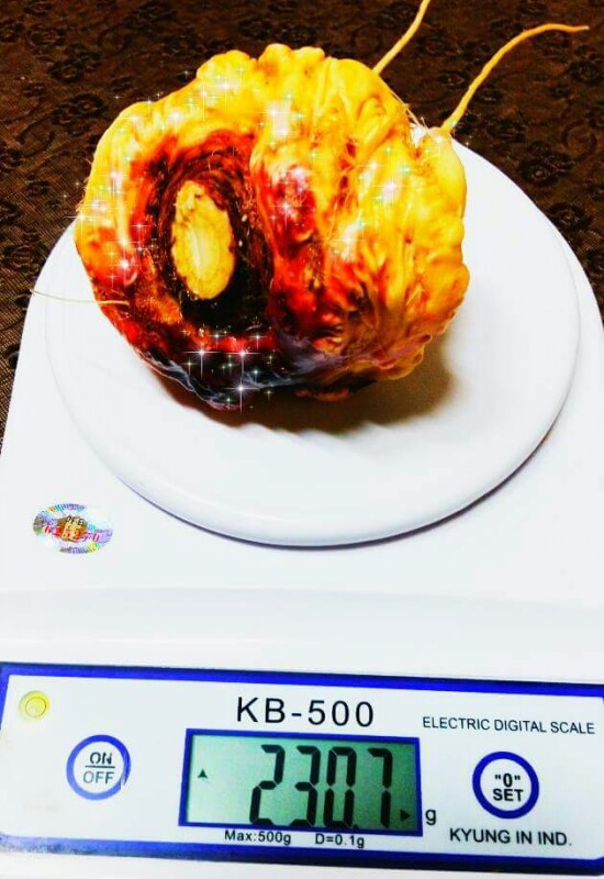 마카재배-작년 요맘때와 비교 마카재배-작년 요맘때와 비교