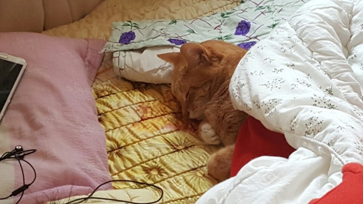  잠자는 녀석들.