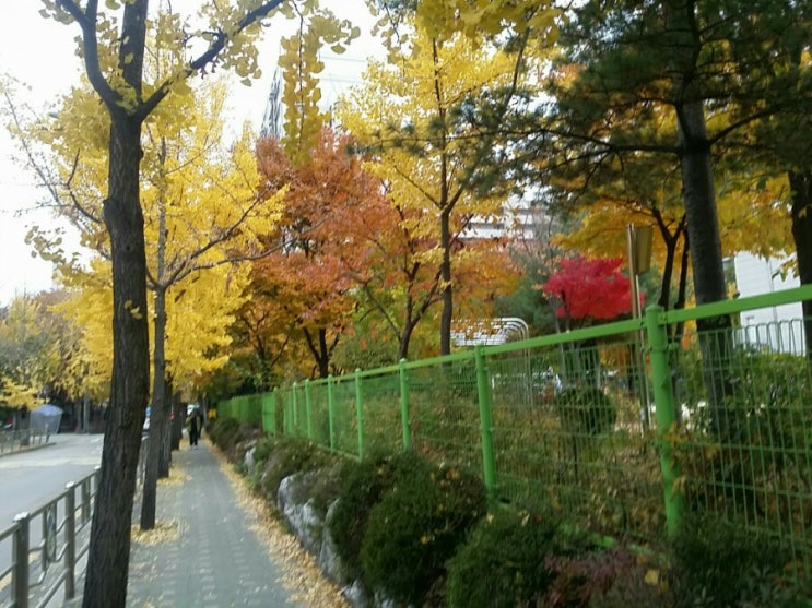  [일기] 단풍이 예쁜 가을