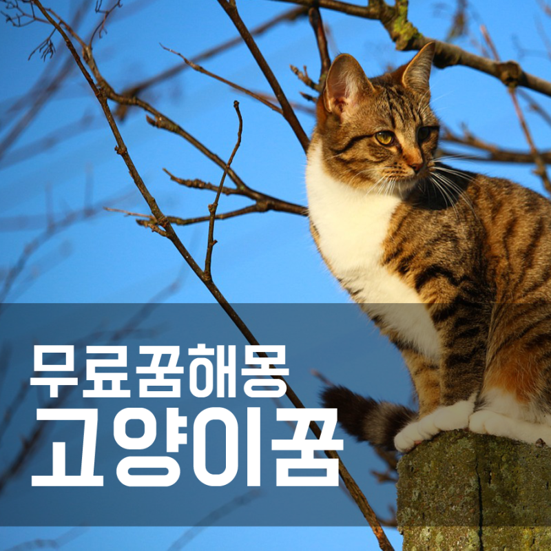 고양이 해몽: 아기 고양이 해몽의 의미와 해석