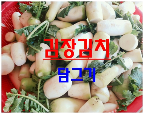  공기좋은 야산에서 배추절임/김장김치 담그기 '중노동'