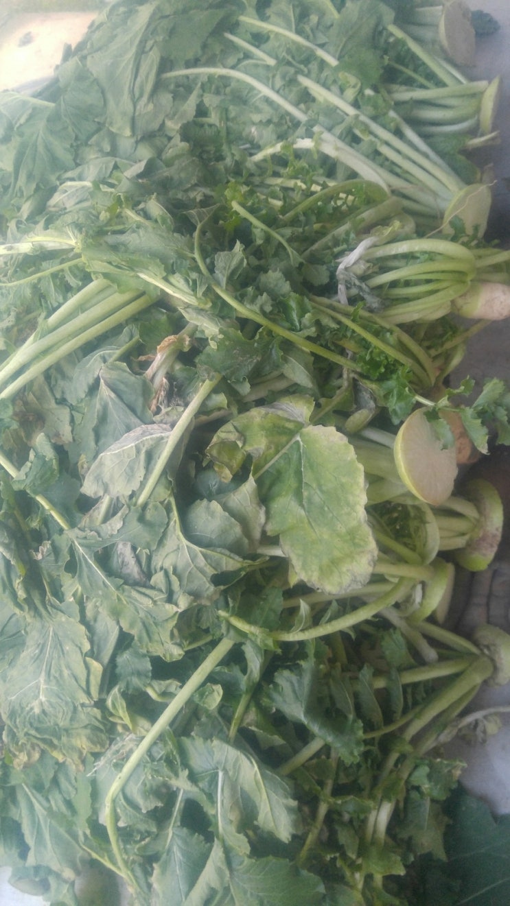 무우시래기 만들기