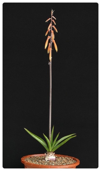 Aloe :
