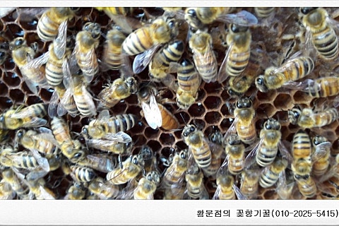 첫번째꽃향기 이미지