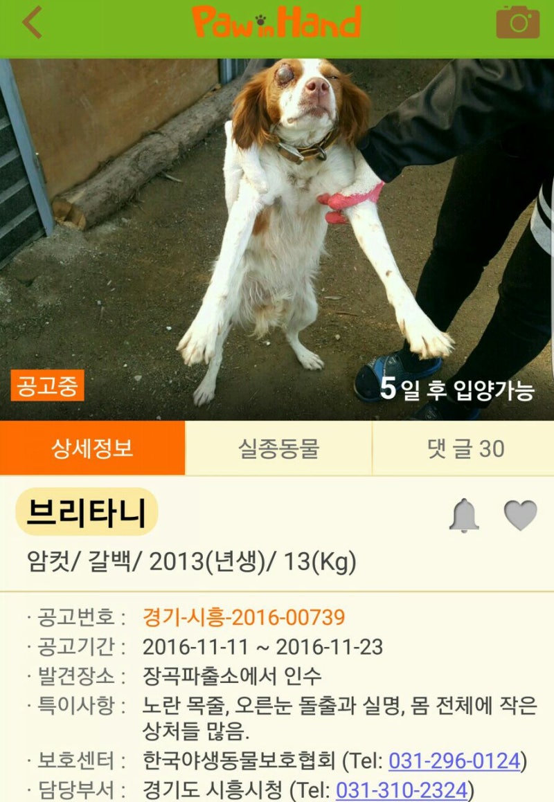 말티푸 포근이 💛 (@lee_pogeun2) • Instagram photos and videos, image size:800x1159