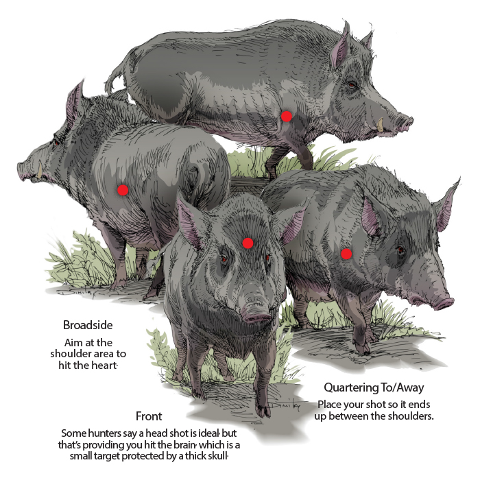 멧돼지 퇴치 및 제압 방법. : 네이버 블로그