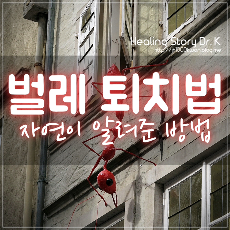  집안에 벌레 개미 퇴치법 : 은행나무잎과 소금