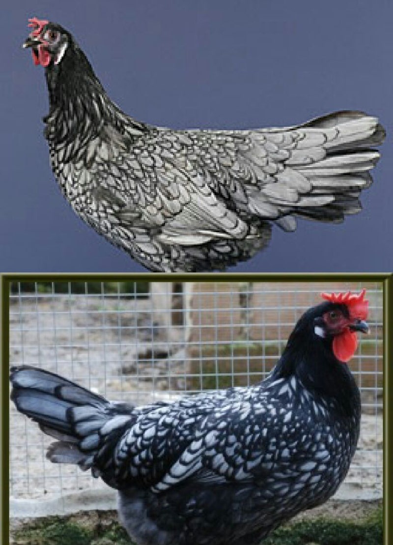 닭(Chicken)에 대한 고찰 : 네이버 블로그, image size:800x1108