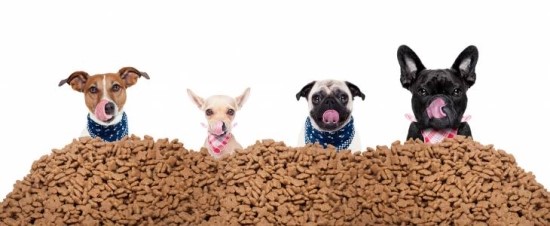 [비바100] "반려동물 산업에 투자하라" 강아지보험·주식투자 재테크