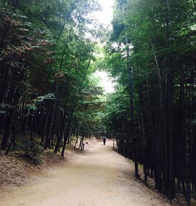  담양 죽녹원, 담양 가볼만한곳