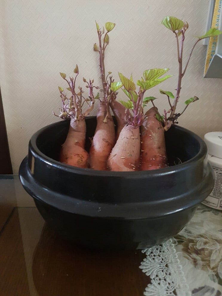  고구마 키우기