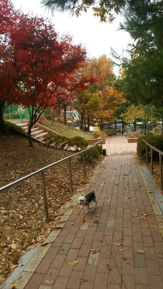  가을산책은 신나요!