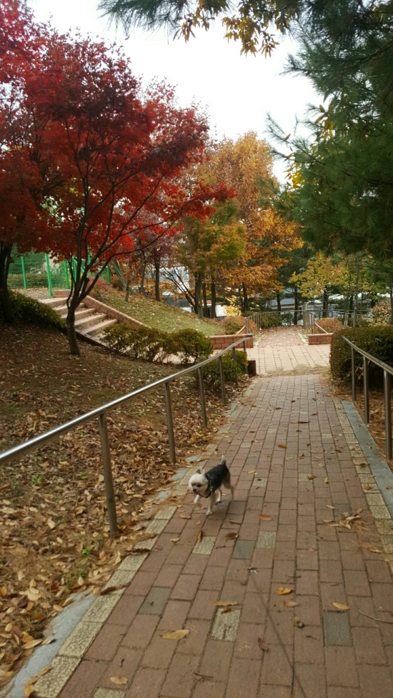 가을산책은 신나요!