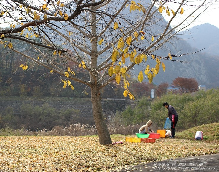  은행 작업을 마무리하고, 모과도 따서 정리했어요.