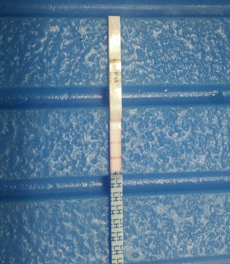  배테기로 임신테스트해보기