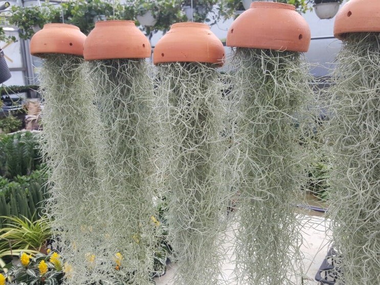 수염틸란드시아(공기정화식물,에어플랜트식물,공중식물)