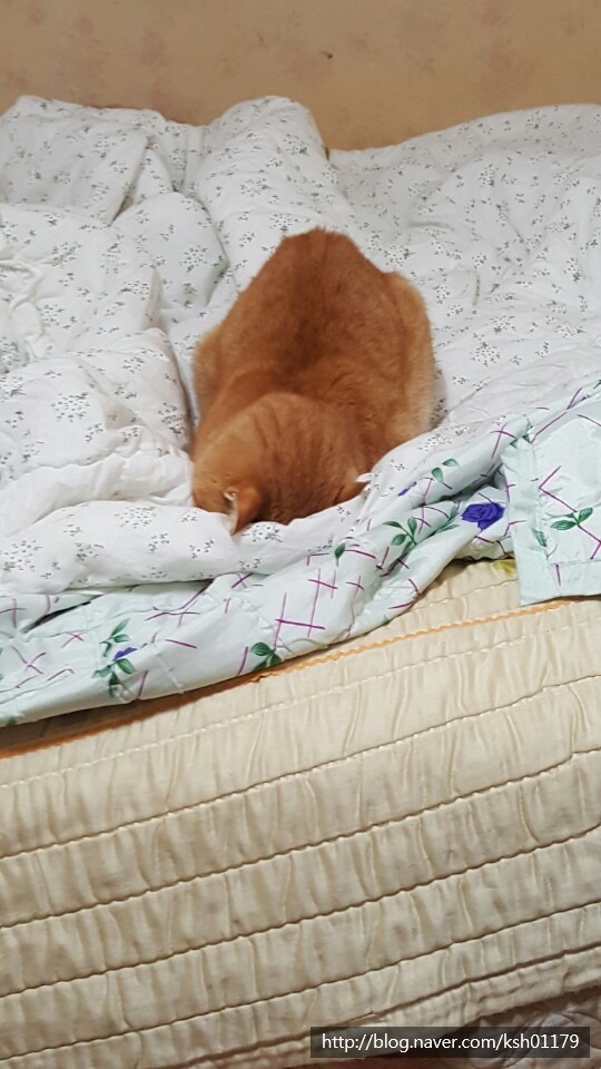  얼굴을 파묻고 자는 꼬멩이