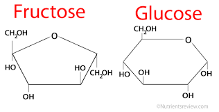 fructose metabolism