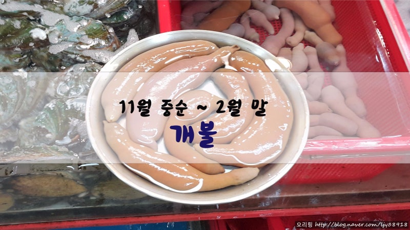 [ 11월 중순 ~ 2월 말 제철음식] 개불 : 네이버 블로그