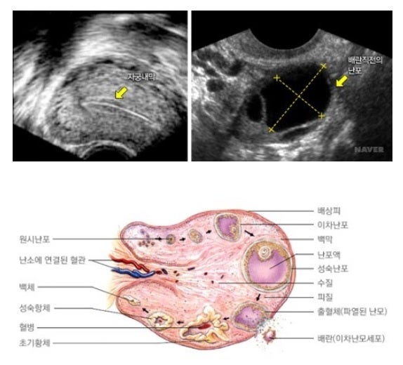 임신가능기간 언제까지? 가임기 임신가능성 알려드려요 : 네이버 블로그
