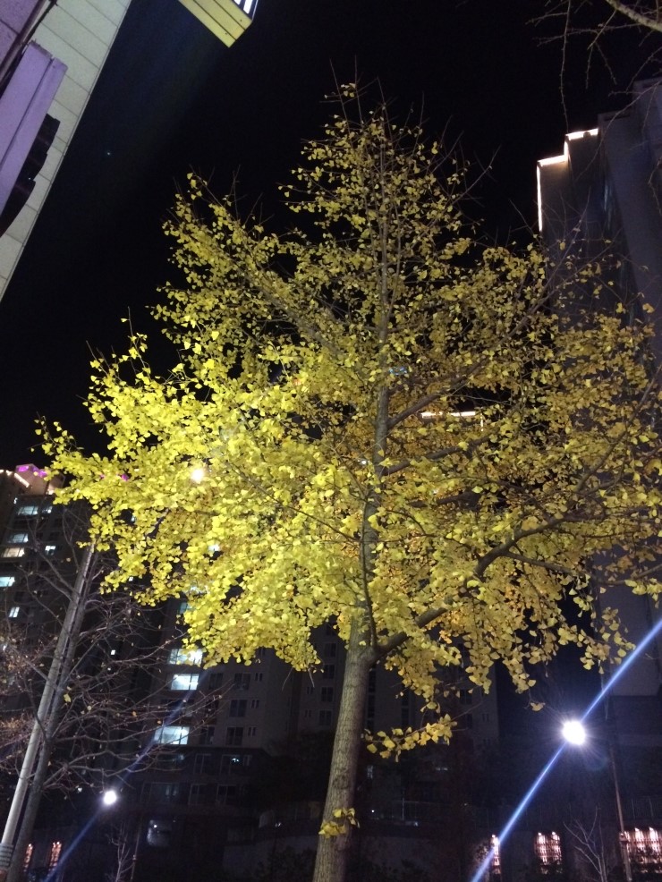  2016.12.07 대설