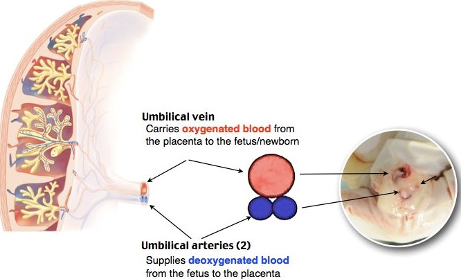 Umbilical Artery Umbilical Vein 네이버 블로그 Umbilical Artery Umbilical Vein 네이버 블로그