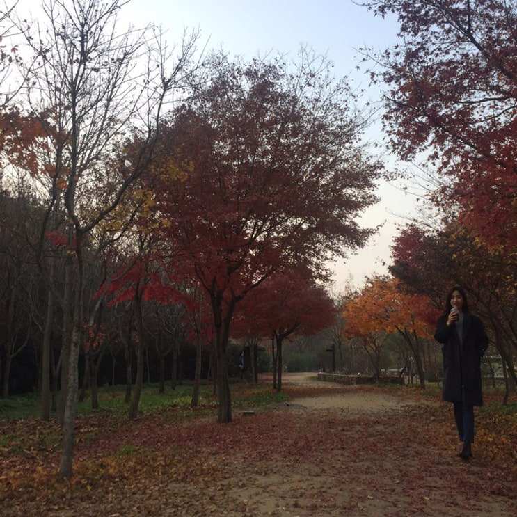  서울광주대구 크로쓰+ 대구수목원/동성로 라움쿤스트/단풍구경/혼술/남광주 복순이네 굴보쌈/구시청 준코/일상 +