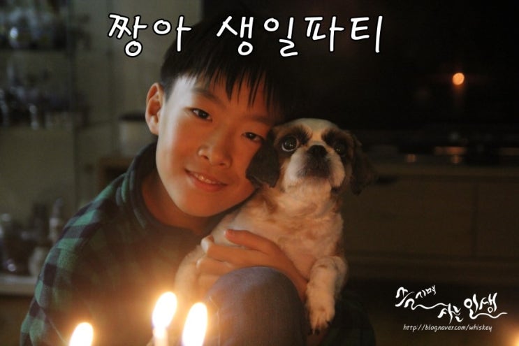  [반려견 키우기] 시츄 짱아 생일파티