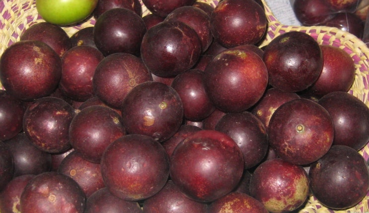  17 비타민의 보고 "camu camu"         자연염색